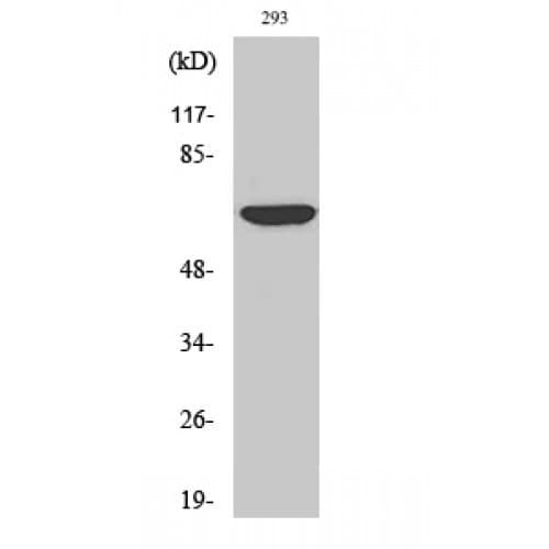 Polyclonal Rabbit anti-Human CDC23 Antibody (220-300 aa, Internal, WB)