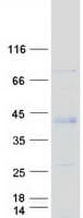 Human FAM54B Protein (Recombinant Myc-DDK (Flag))