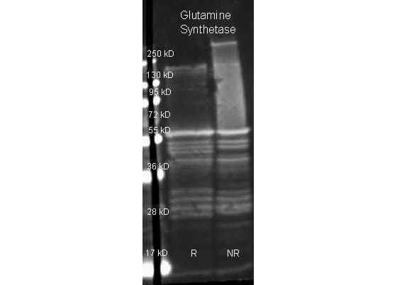 Polyclonal Goat anti-Bacteria GLUL / Glutamine Synthetase Antibody (WB)