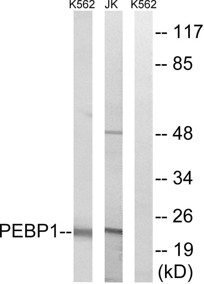 PEBP1 / RKIP Antibody