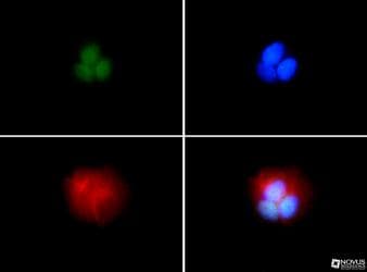 BRCA1 Antibody (aa1314-1864, clone KEN, DY488)