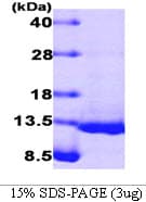 Human BMP4 Protein (Recombinant)