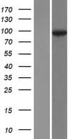 Human DSC2 / Desmocollin 2 Protein (Over-Expression Lysate Myc-DDK (Flag))