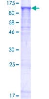 Human MFN1 Protein (Recombinant GST)
