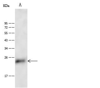 Polyclonal Rabbit anti-Mouse CD53 Antibody (Preservative Free, WB)