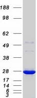 Human Thymidylate Kinase Protein (Recombinant Myc-DDK (Flag))