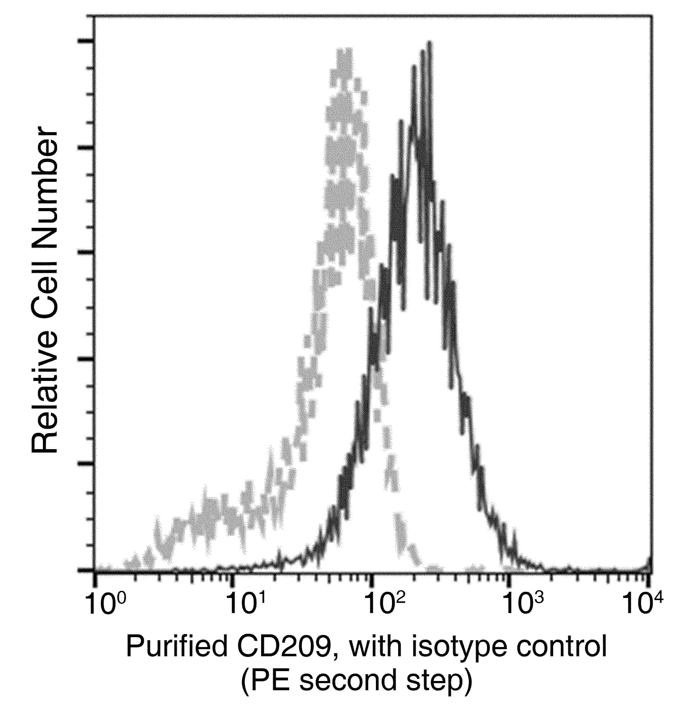 CD209 / DC-SIGN Antibody (clone 01, Preservative Free)