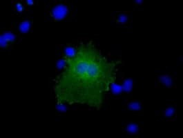 CBWD1 Antibody (clone OTI9B8)