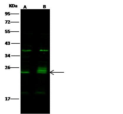 BCL2L11 / BIM Antibody (Preservative Free)