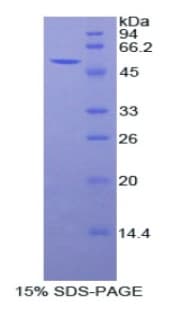 Rat PRDX6 / Peroxiredoxin 6 Protein (Recombinant His-GST)