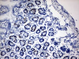 Monoclonal Mouse IdU / Iododeoxyuridine Antibody (clone 3F3, IHC, IF)