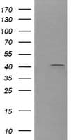 PARVA Antibody (clone OTI2F10)