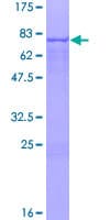 Human ZSCAN4 Protein (Recombinant GST)