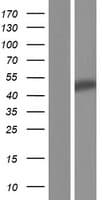 Human DNAJB5 Protein (Over-Expression Lysate Myc-DDK (Flag))