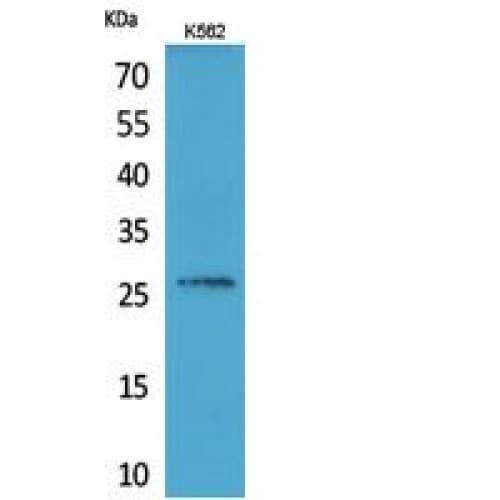 FGF16 Antibody (Internal)