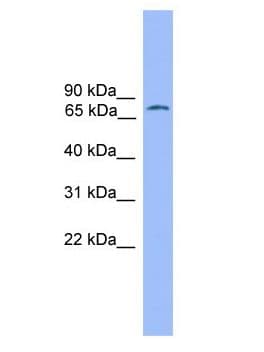 POU2F1 / OCT1 Antibody (aa1-50)