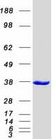 Human DAPP1 / BAM32 Protein (Recombinant Myc-DDK (Flag))
