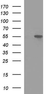MINPP1 Antibody (clone OTI1B2)