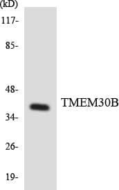 TMEM30B Antibody (aa72-121)