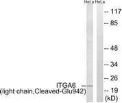 ITGA6/Integrin Alpha 6/CD49f Antibody (aa923-972)