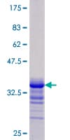Human JAG1 / Jagged 1 Protein (Recombinant GST, N-terminus)