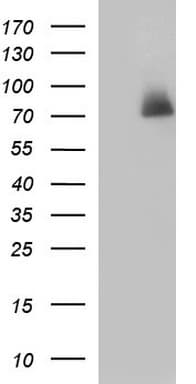 HSD17B4 Antibody (clone OTI4C4)