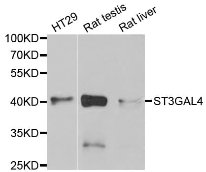 ST3GAL4 / ST3Gal IV Antibody