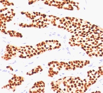 Monoclonal Mouse anti-Human Estrogen Receptor Antibody (clone ER505, Azide-free,BSA-free, aa2-185, IHC, WB)