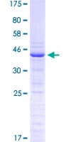 Human PGF / PLGF Protein (Recombinant GST)