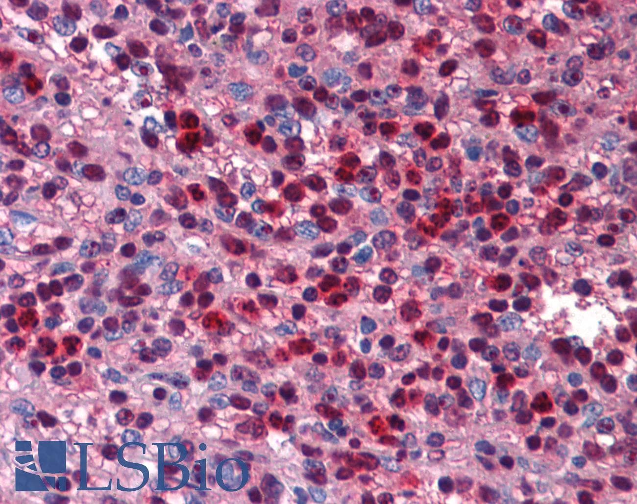 SIRT6 / Sirtuin 6 Antibody (C-Terminus)
