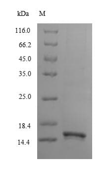 Human LY96 / MD2 / MD-2 Protein (Recombinant 10His-GST, N-terminus + Myc, C-terminus)
