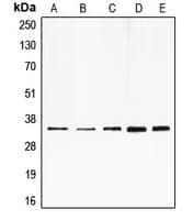 E2F6 Antibody (Internal)