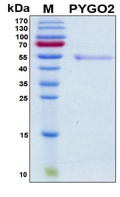 Human PYGO2 / Pygopus 2 Protein (Recombinant His, N-Terminal)