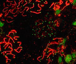 SCP1 / SYCP1 Antibody (C-Terminus, DY650)