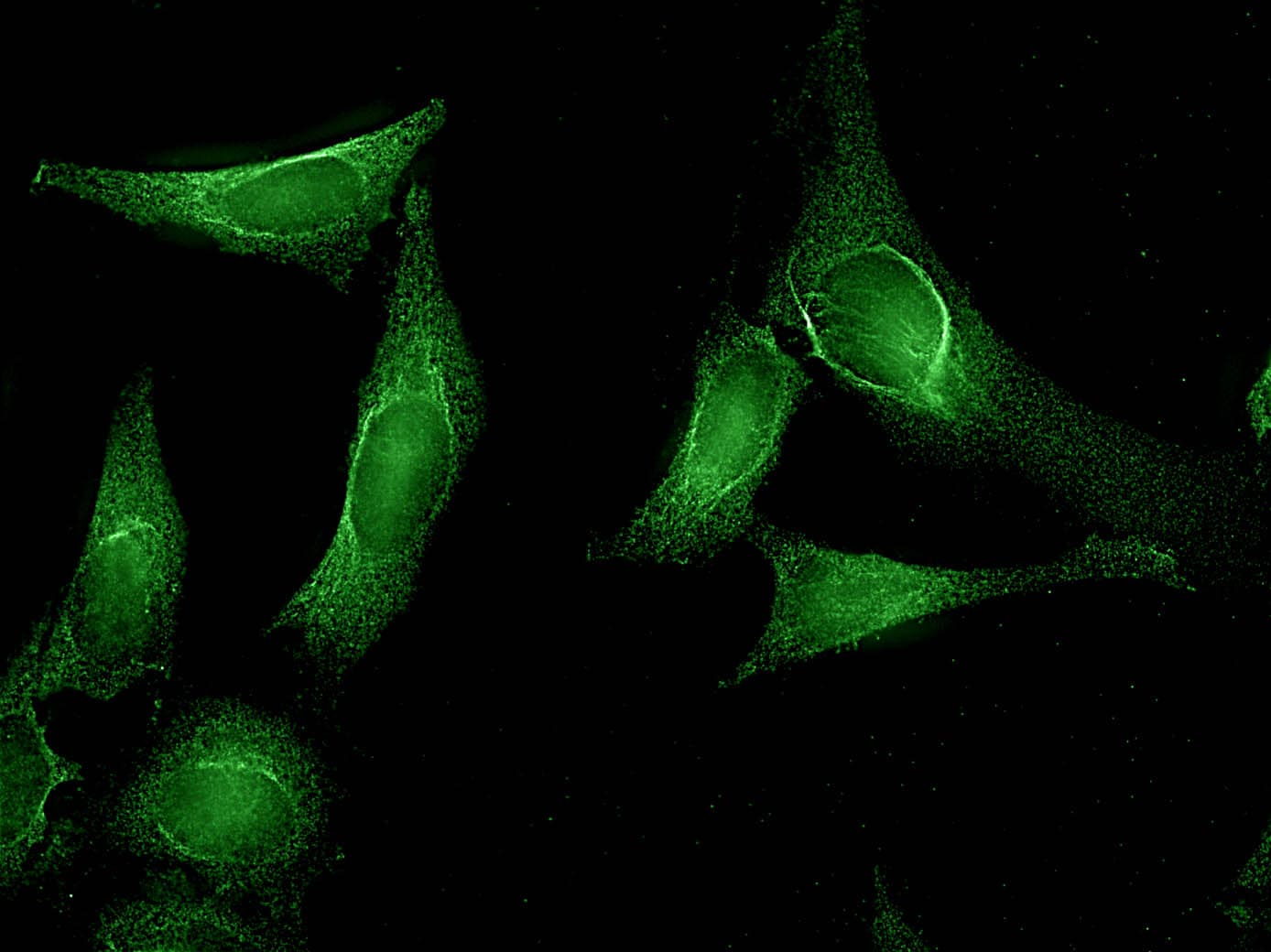 AHSA1 / AHA1 Antibody (clone 25F2.D10, Biotin)