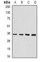 FKBP6 Antibody