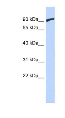 ZNF337 Antibody (C-Terminus)