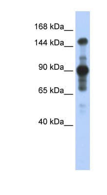 MINK1 / MINK Antibody (aa755-804)