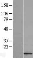 IFI27L2 Protein (Over-Expression Lysate Myc-DDK (Flag))
