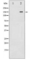 Polyclonal Rabbit anti-Human c-Met Antibody (WB)