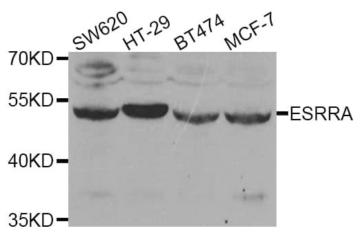 Polyclonal Rabbit anti-Human ESRRA / ERR Alpha Antibody (IHC, WB)