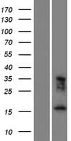 Human FAM183A Protein (Over-Expression Lysate Myc-DDK (Flag))