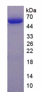 Mouse AHR Protein (Recombinant His-GST)