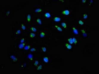 GCP60 / ACBD3 Antibody