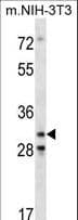Polyclonal Rabbit anti-Mouse CDK4 Antibody (aa219-246, WB)