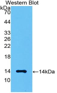 MSTN / GDF8 / Myostatin Antibody (aa266-375)