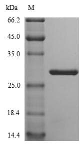 Mouse NID1 / Entactin / Nidogen-1 Protein (Recombinant)