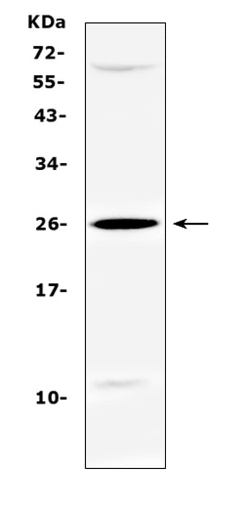 SRY Antibody