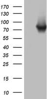 Monoclonal Mouse anti-Human PARN Antibody (clone OTI4C9, aa1-266, WB)