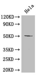 Polyclonal Rabbit anti-Human POU2F2 / OCT2 Antibody (IHC, IF, WB)